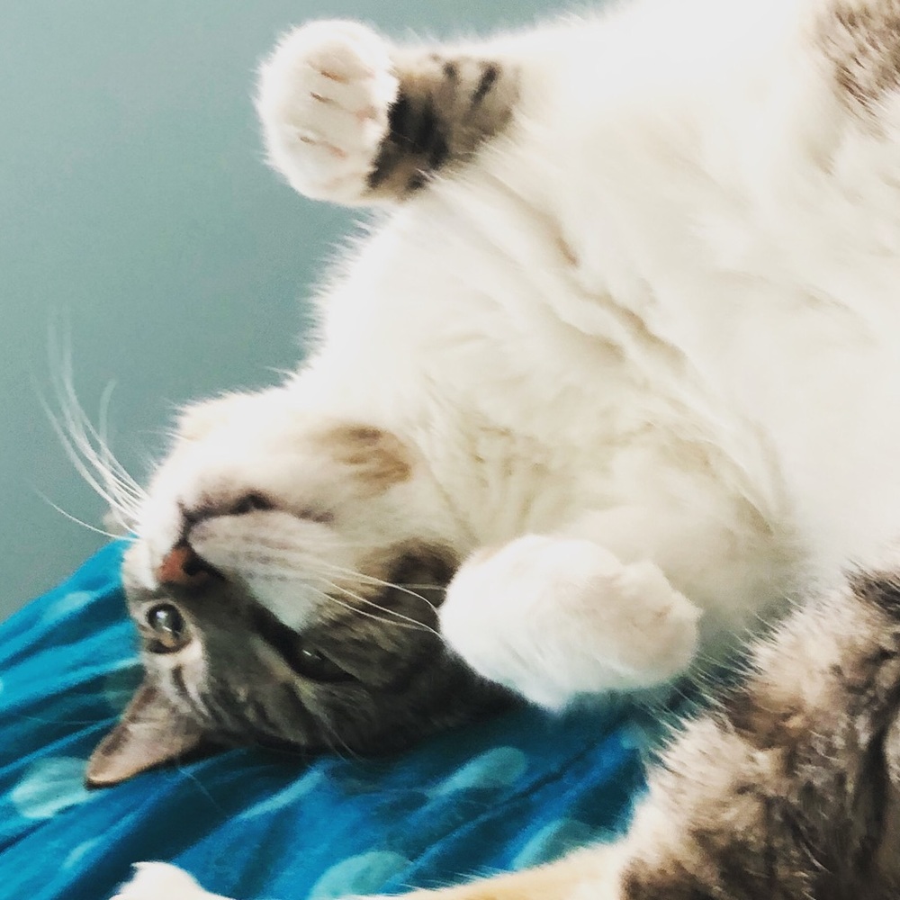 Meet your Posher, Ben